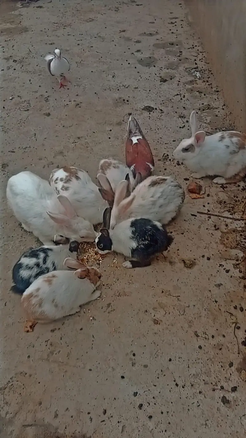 1 white Male and 7 female rabbits Available/Breeder pairs and babies — photo 2