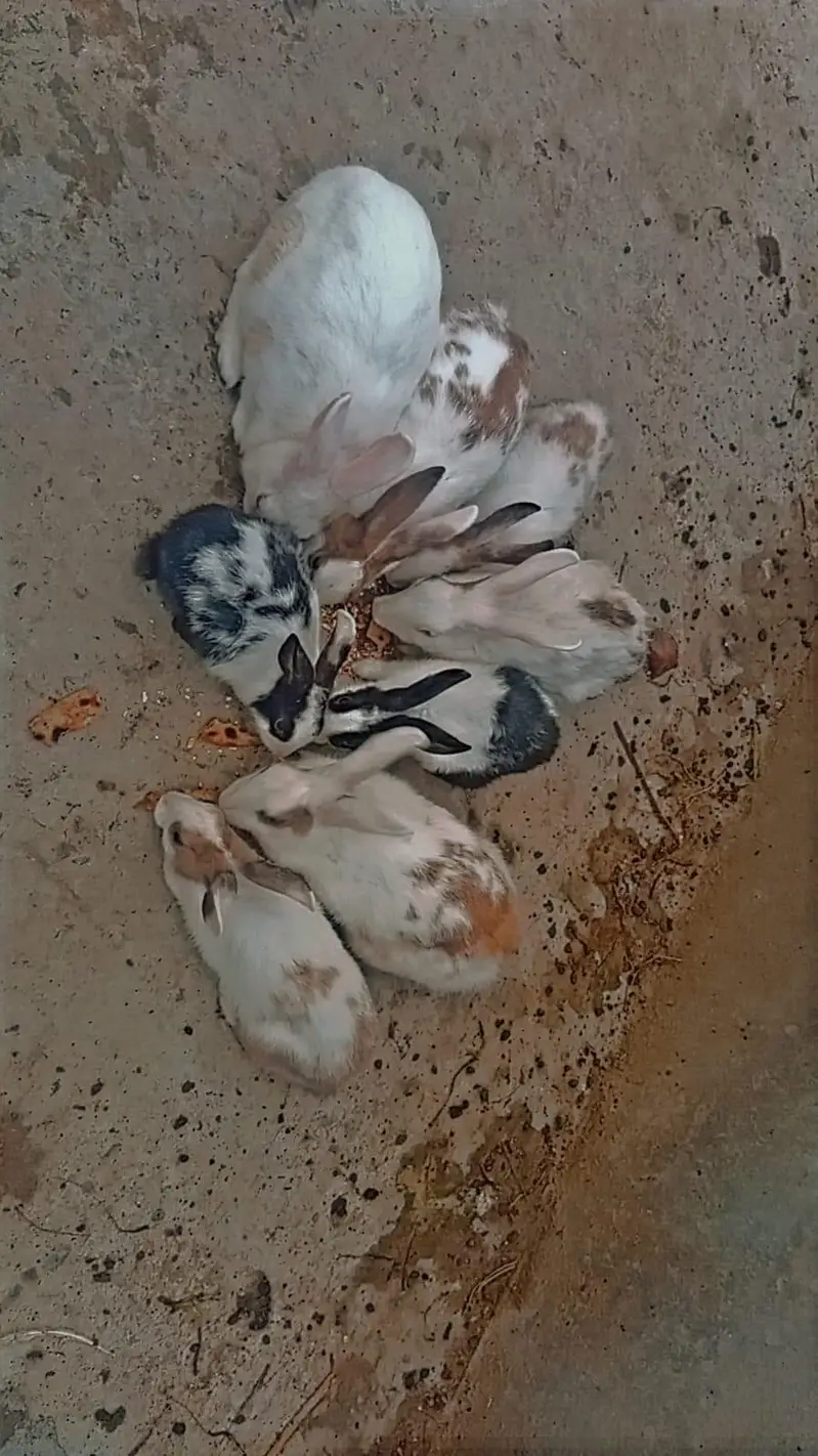 1 white Male and 7 female rabbits Available/Breeder pairs and babies — photo 3