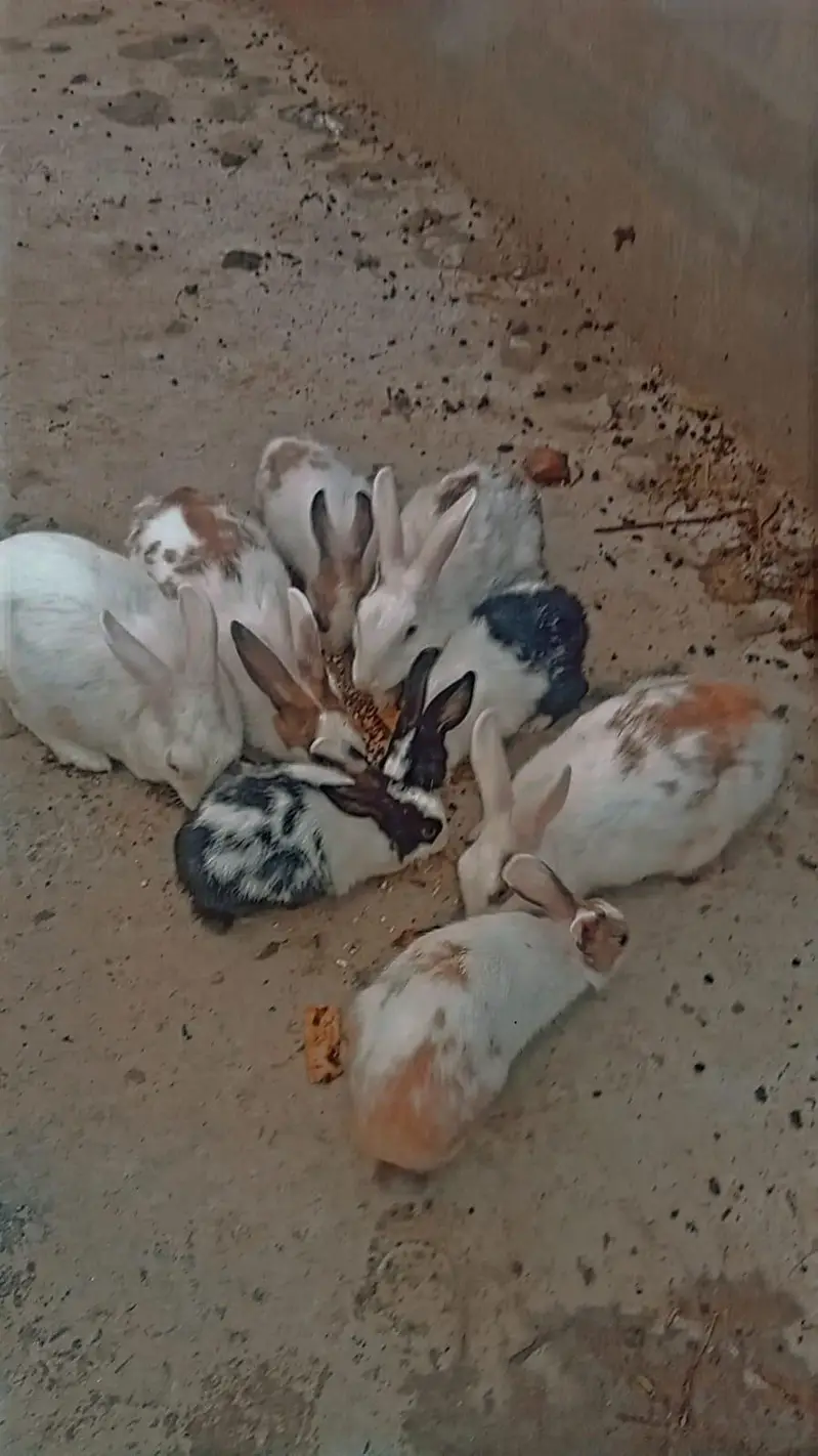 1 white Male and 7 female rabbits Available/Breeder pairs and babies — photo 4
