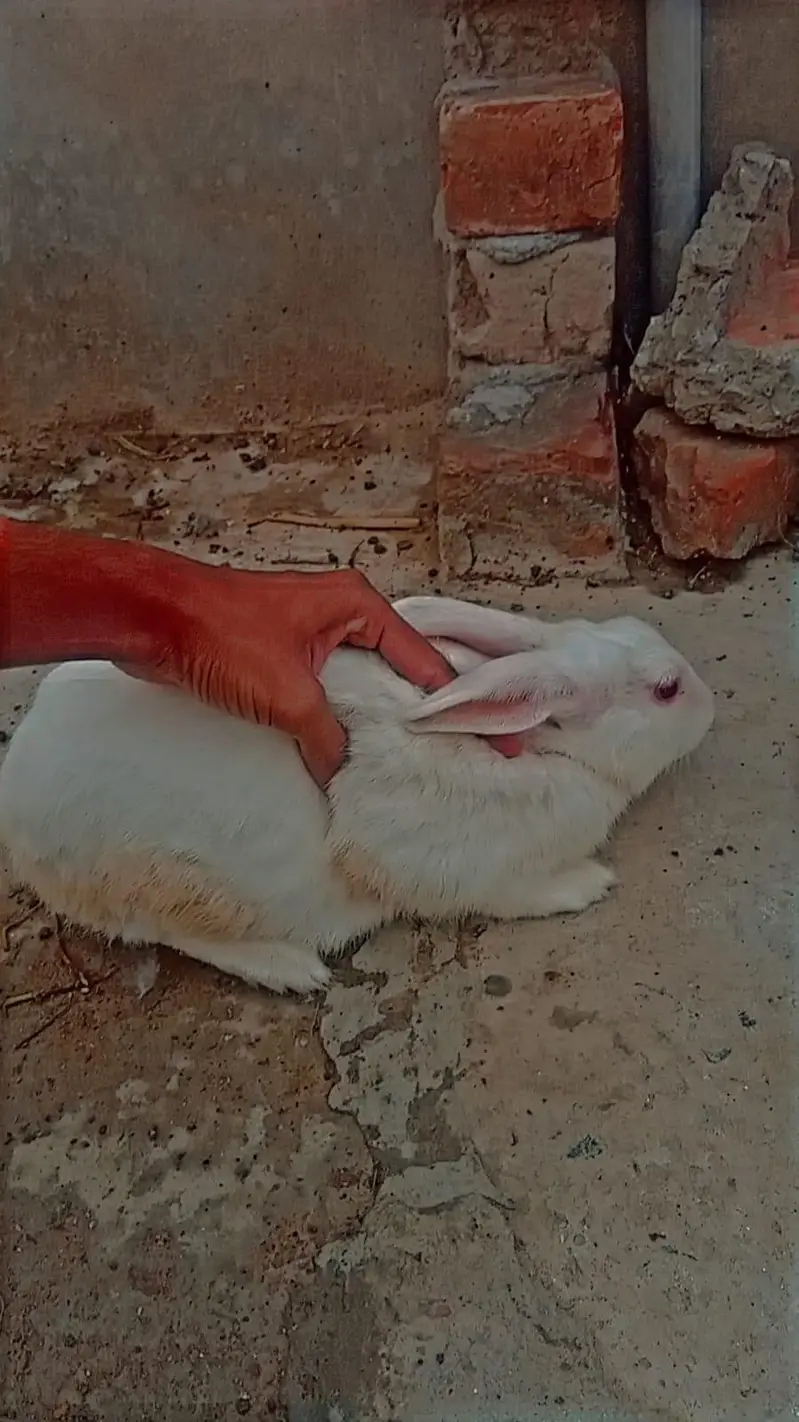 1 white Male and 7 female rabbits Available/Breeder pairs and babies — photo 5