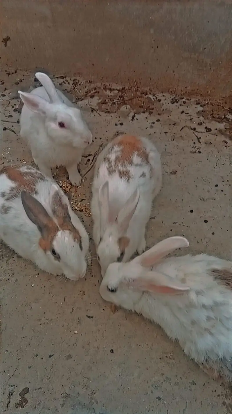 1 white Male and 7 female rabbits Available/Breeder pairs and babies — photo 6