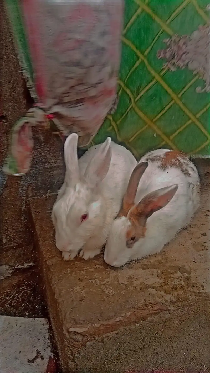 1 white Male and 7 female rabbits Available/Breeder pairs and babies — photo 7