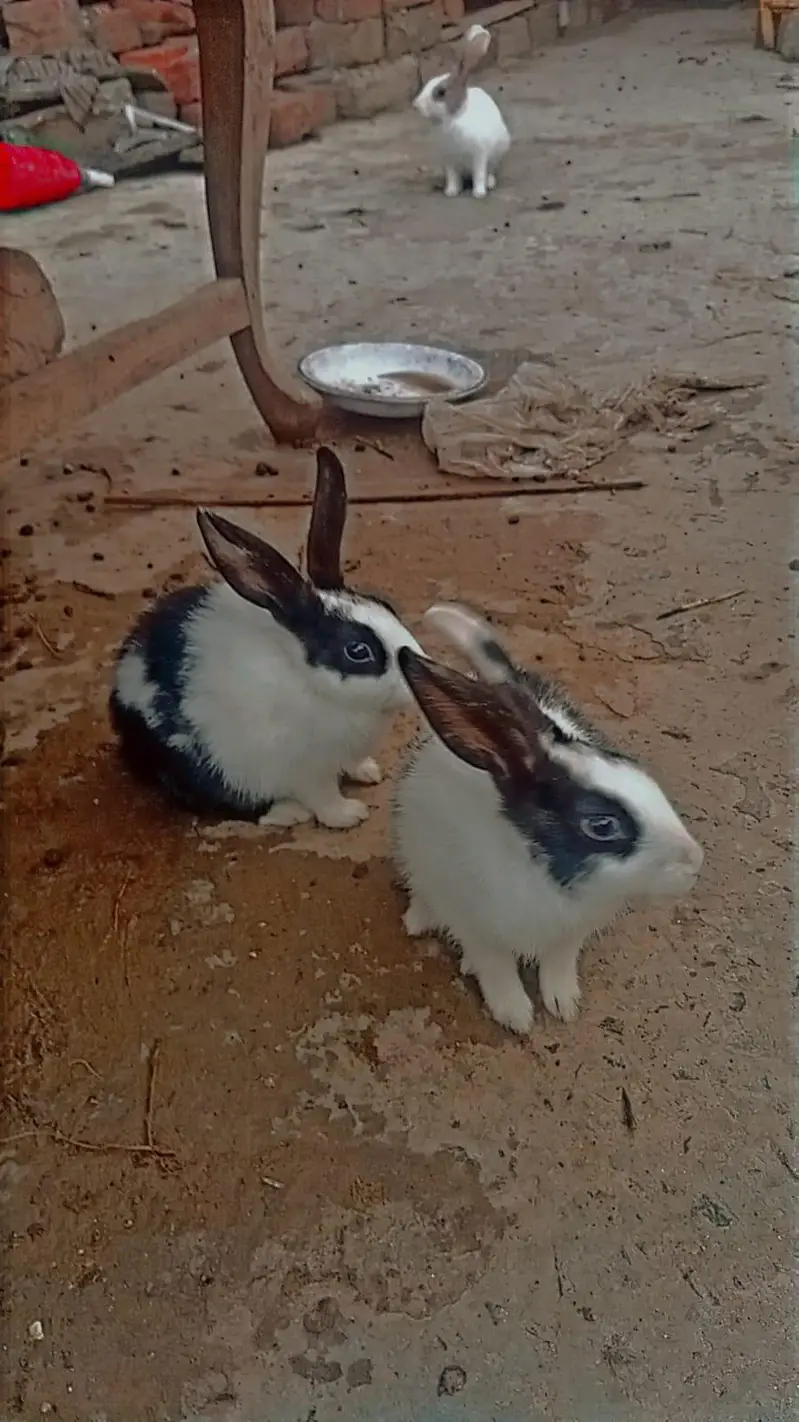 1 white Male and 7 female rabbits Available/Breeder pairs and babies — photo 8