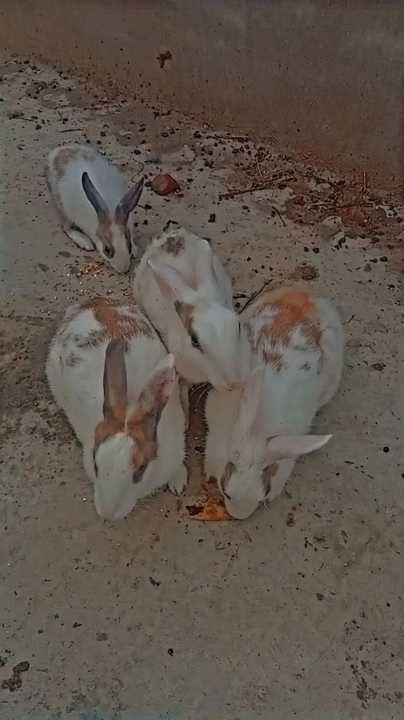 1 white Male and 7 female rabbits Available/Breeder pairs and babies — photo 9