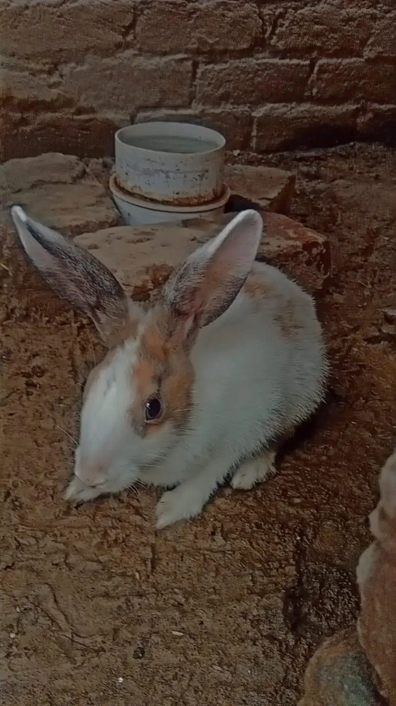 1 white Male and 7 female rabbits Available/Breeder pairs and babies — photo 10