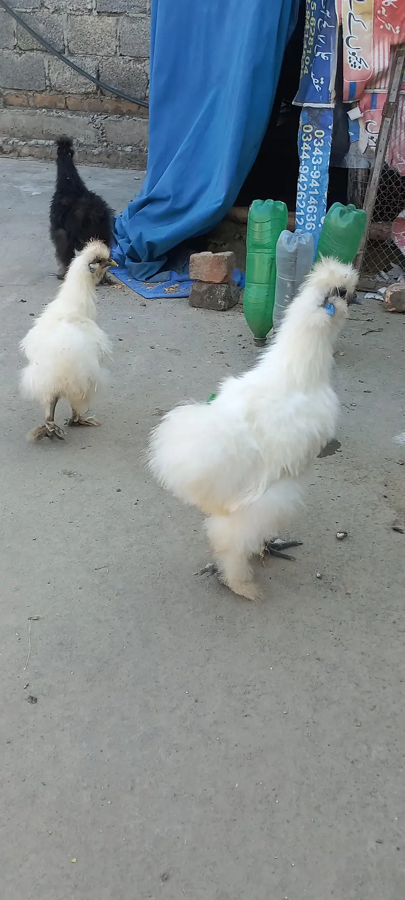 Quality White Silkii Ready to Breed Pair & 1 Black Silkii Male