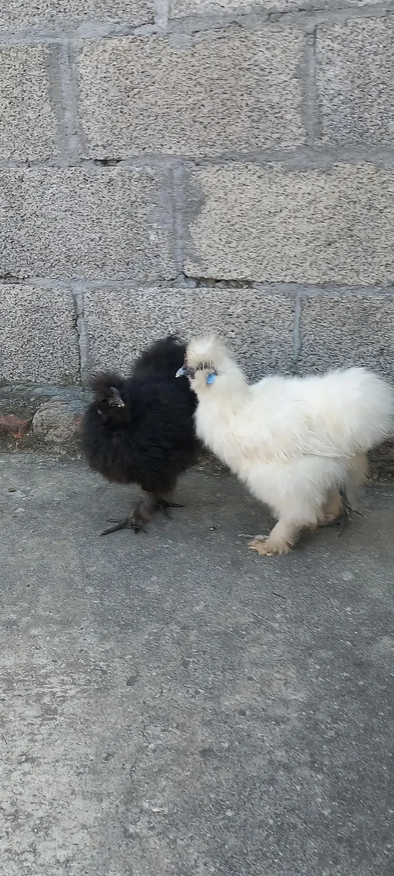 Quality White Silkii Ready to Breed Pair & 1 Black Silkii Male — photo 2