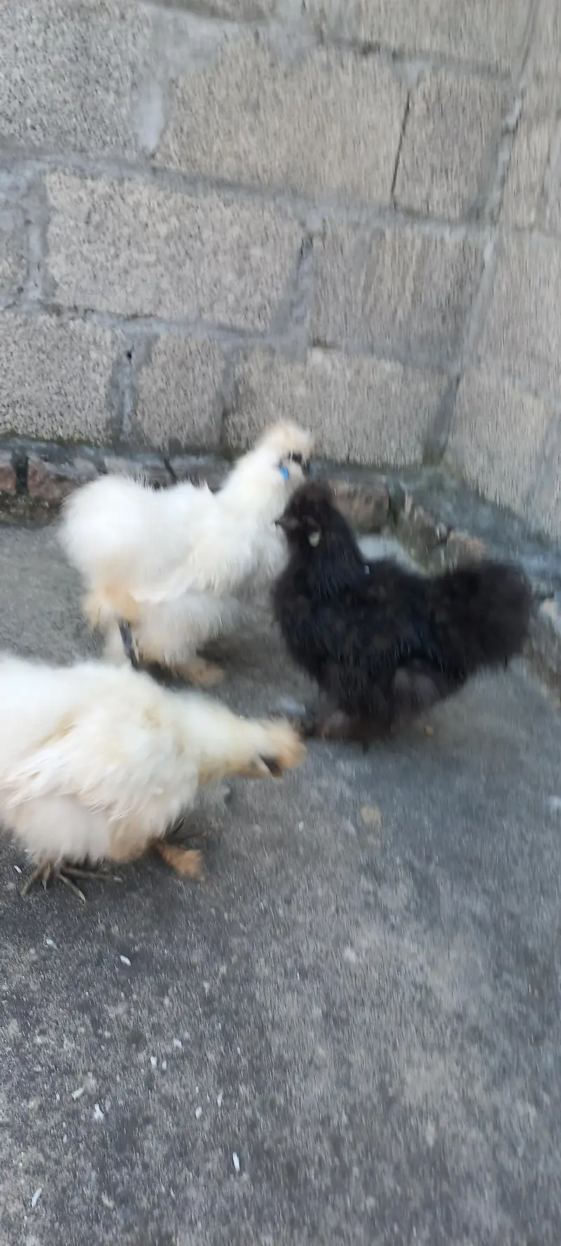 Quality White Silkii Ready to Breed Pair & 1 Black Silkii Male — photo 3