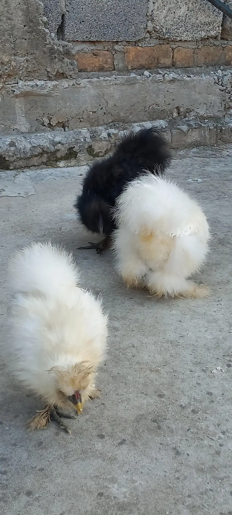 Quality White Silkii Ready to Breed Pair & 1 Black Silkii Male — photo 4