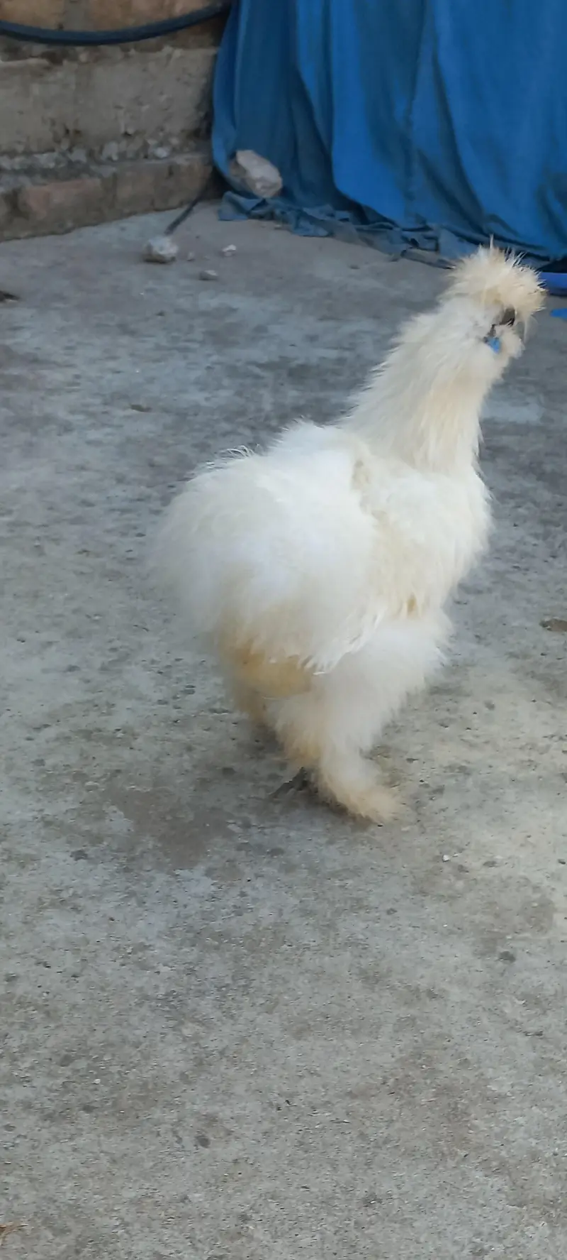 Quality White Silkii Ready to Breed Pair & 1 Black Silkii Male — photo 6