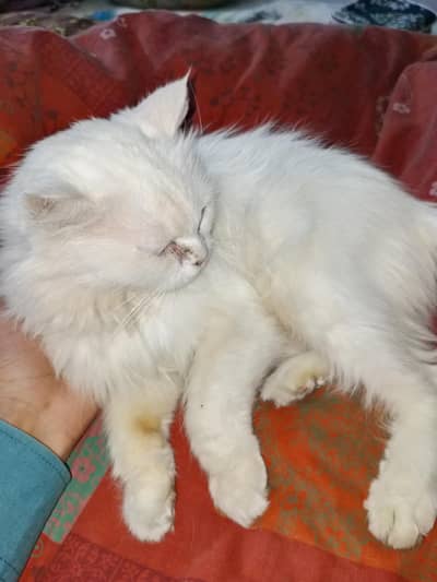 Persian cat triple coted
