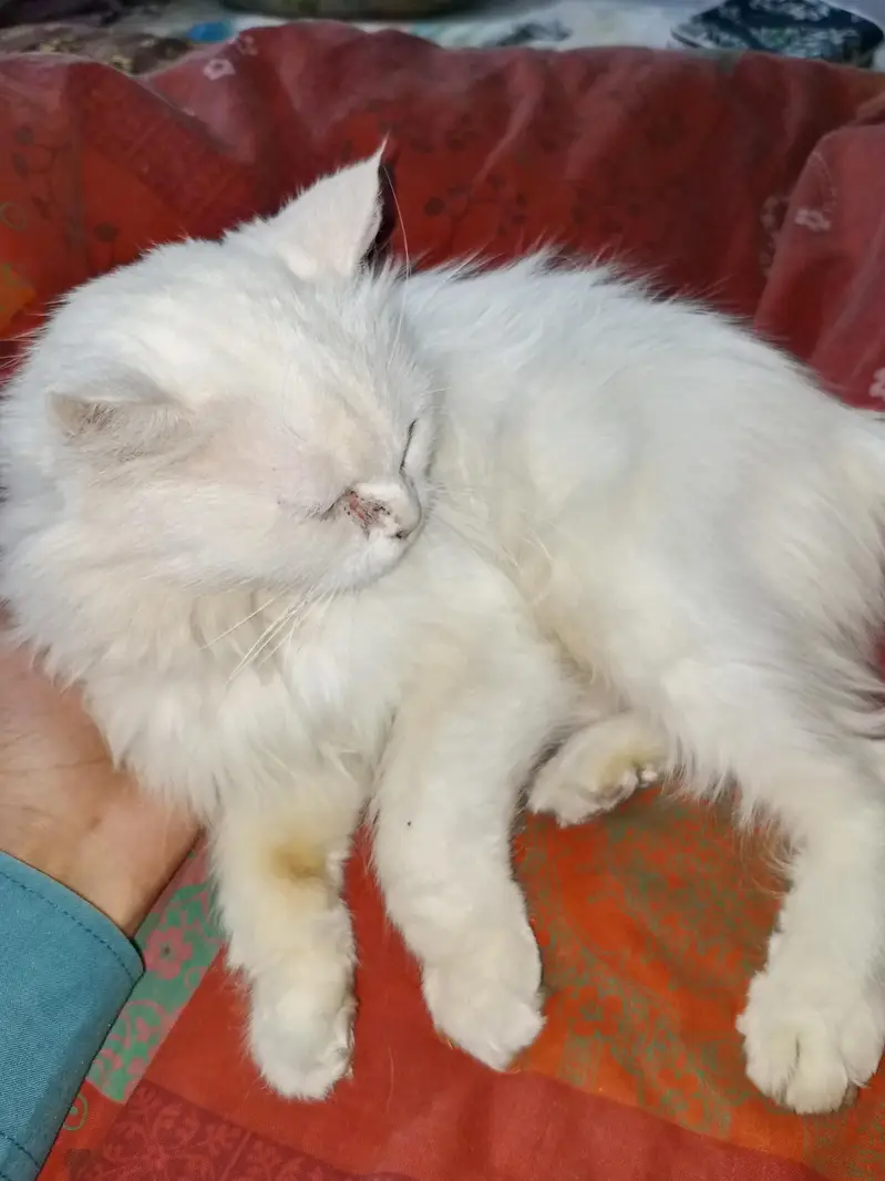Persian cat triple coted