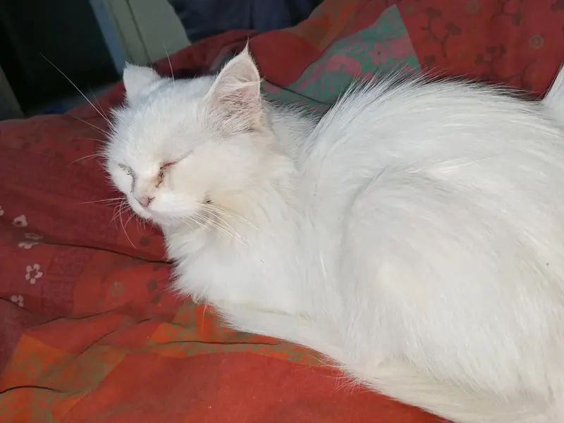 Persian cat triple coted — photo 2