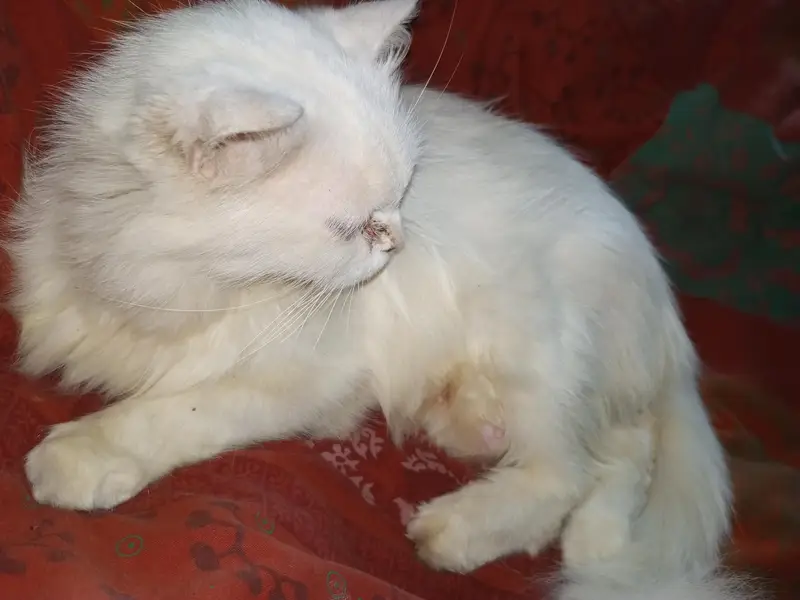 Persian cat triple coted — photo 3