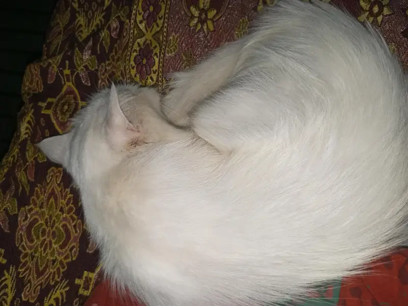 Persian cat triple coted — photo 4