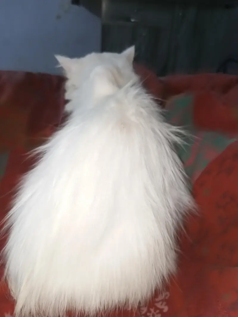 Persian cat triple coted — photo 5