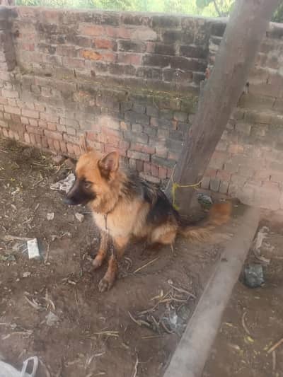 Urgent sale Very Lovely German sheferd