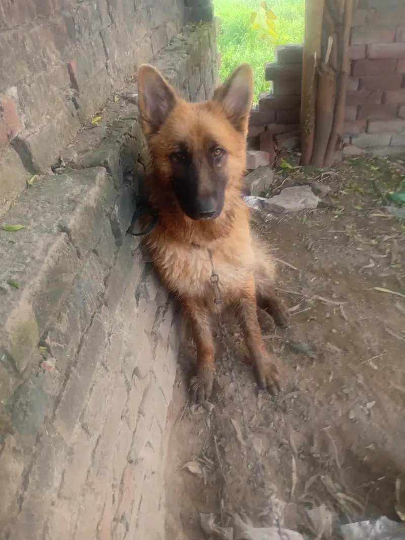 Urgent sale Very Lovely German sheferd — photo 3