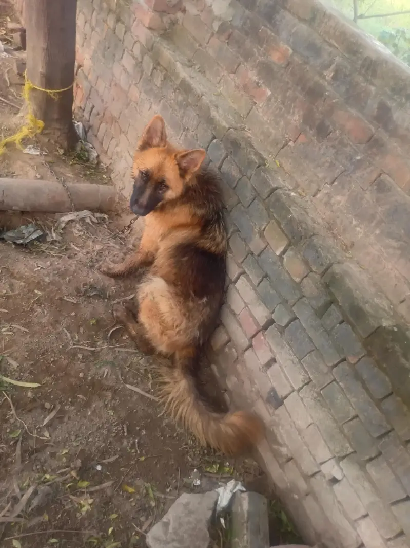 Urgent sale Very Lovely German sheferd — photo 4