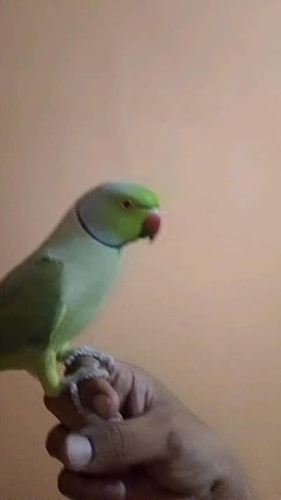 green parrot   hand tame