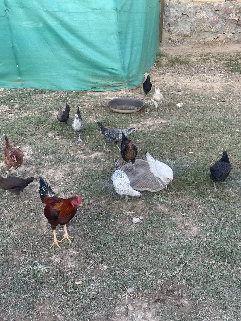 Good hens 0