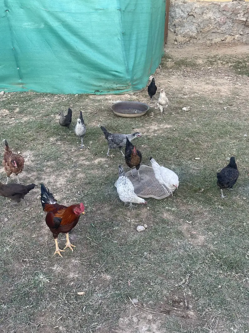 Good hens