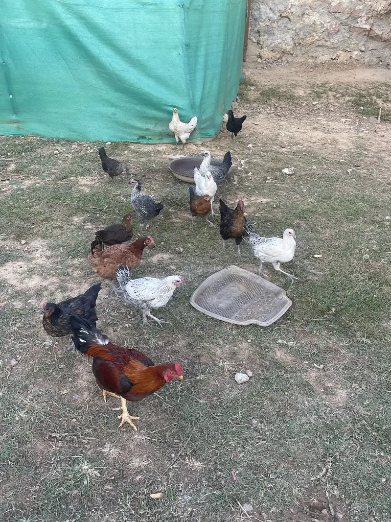 Good hens — photo 2