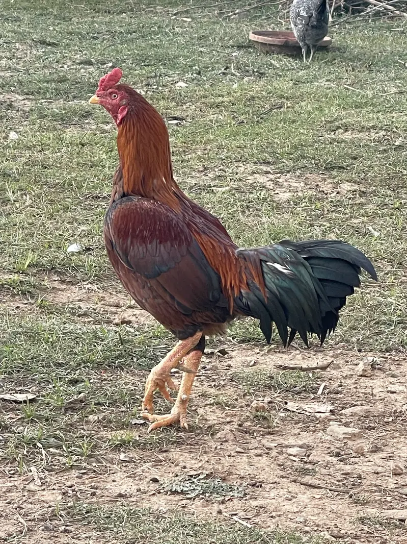 Good hens — photo 3