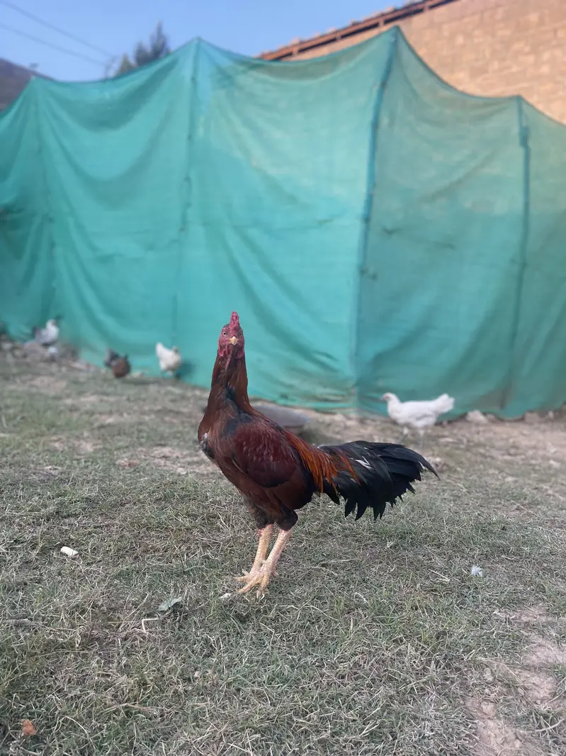 Good hens — photo 4