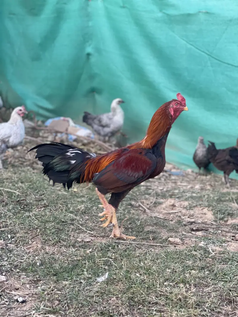 Good hens — photo 5