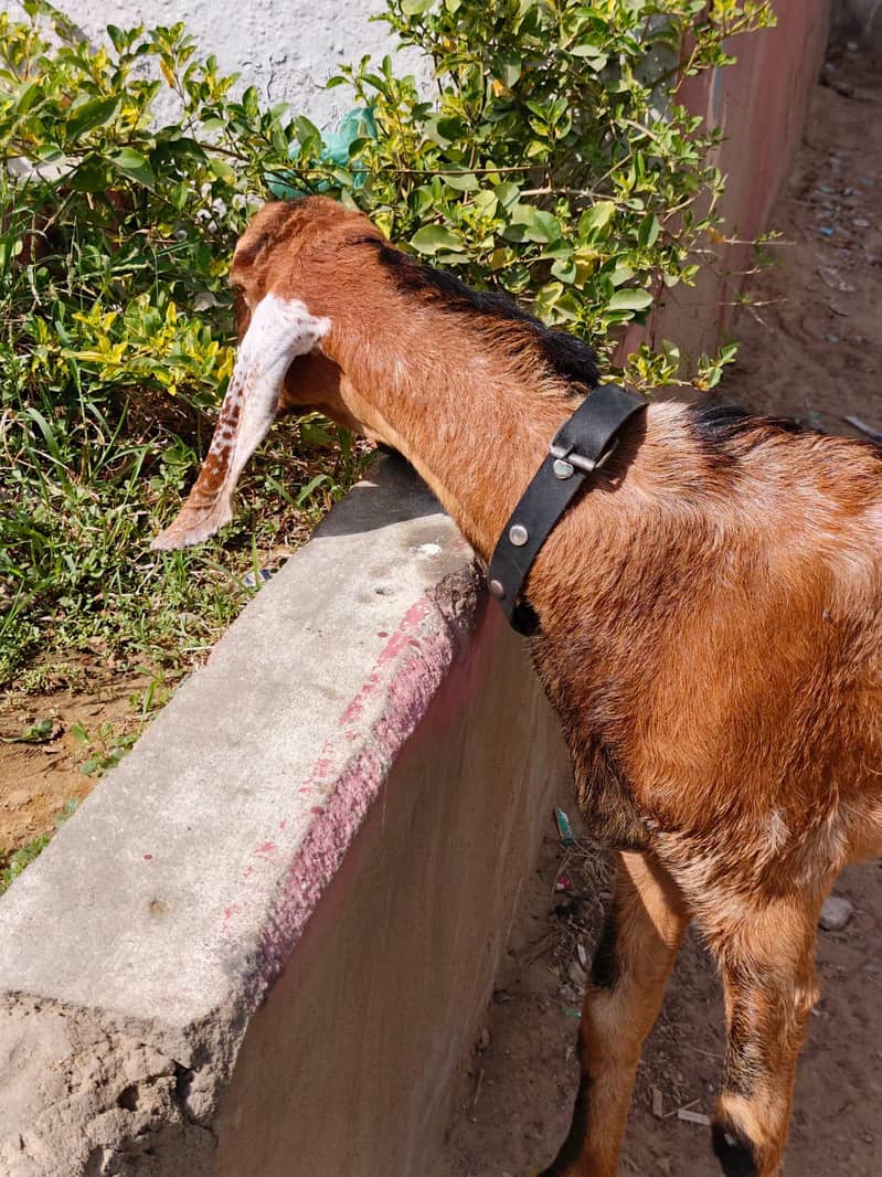 Munda Bakra 1