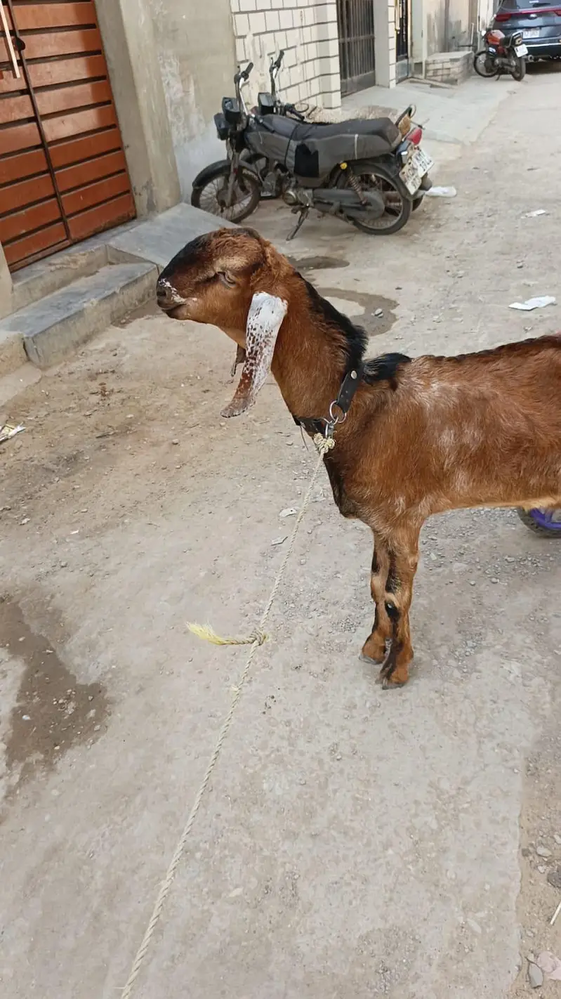 Munda Bakra — photo 2