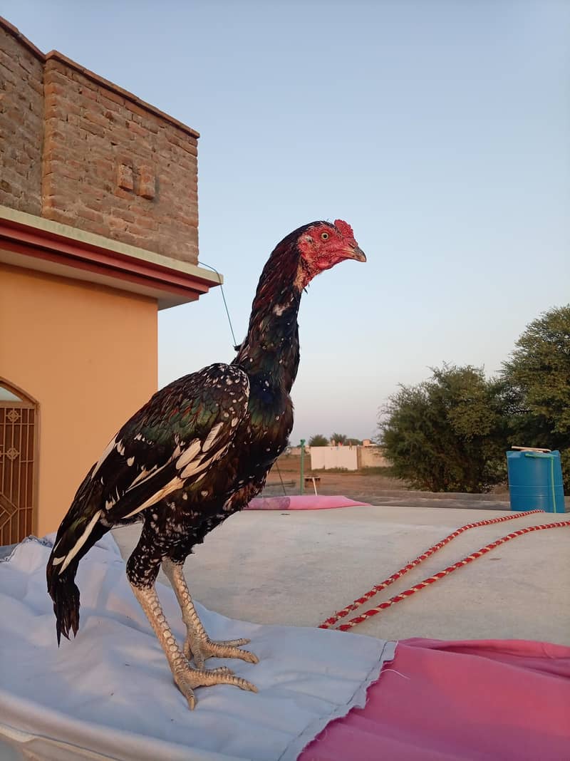 Aseel Cheenaa 0