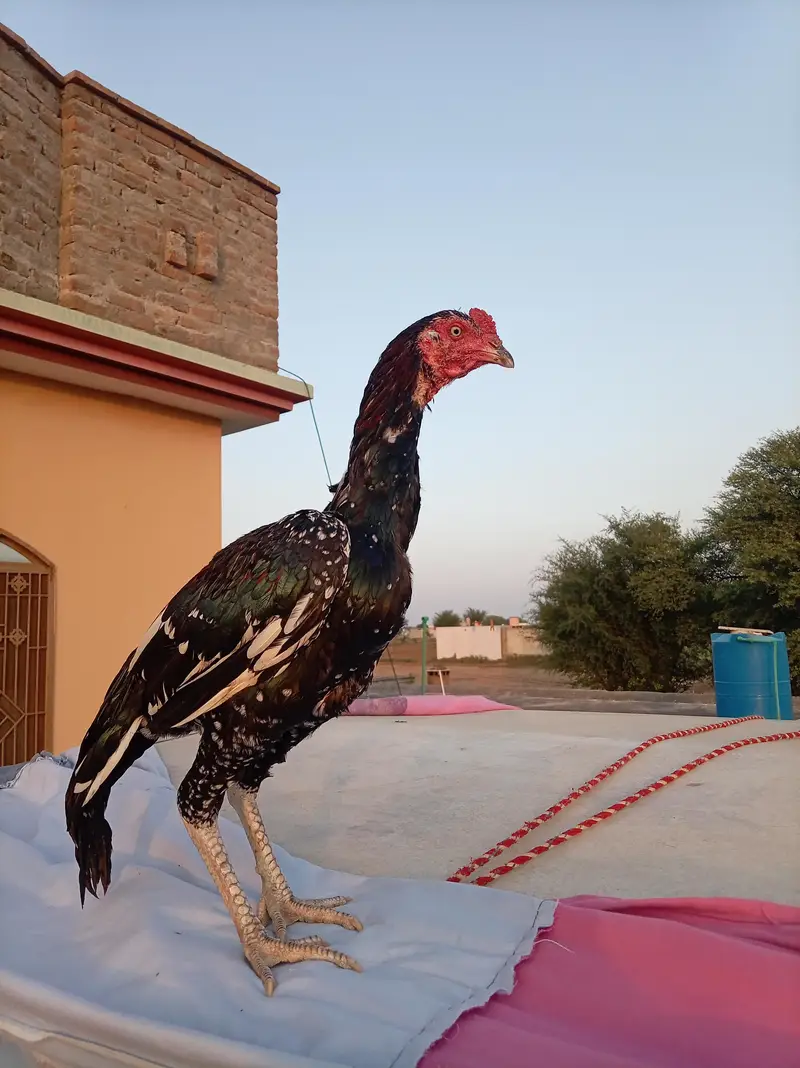Aseel Cheenaa