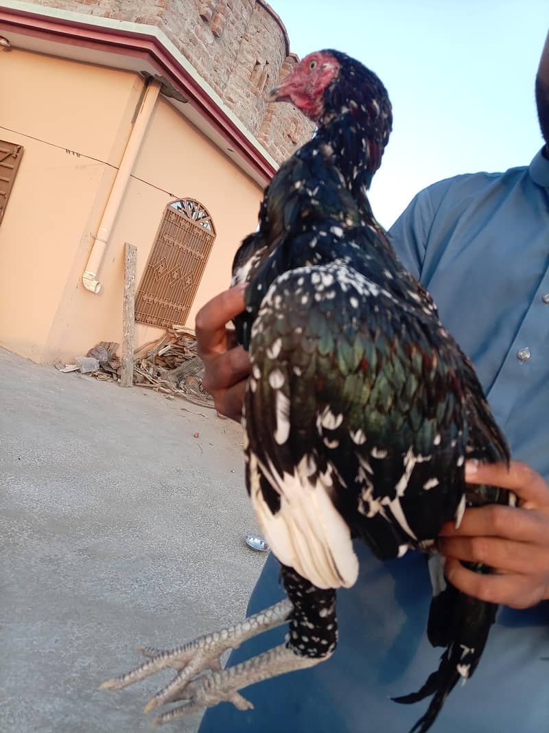 Aseel Cheenaa 1