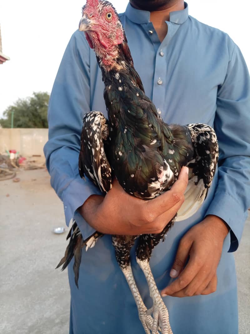 Aseel Cheenaa 2