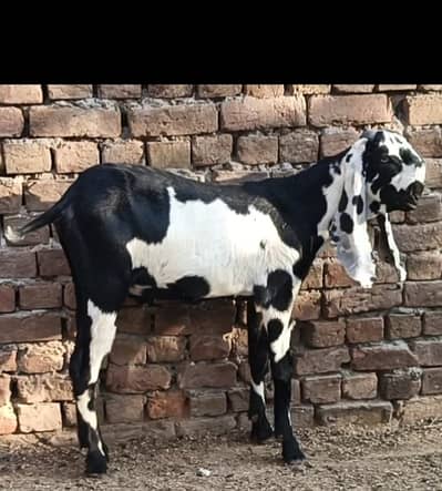 Beetal bakra