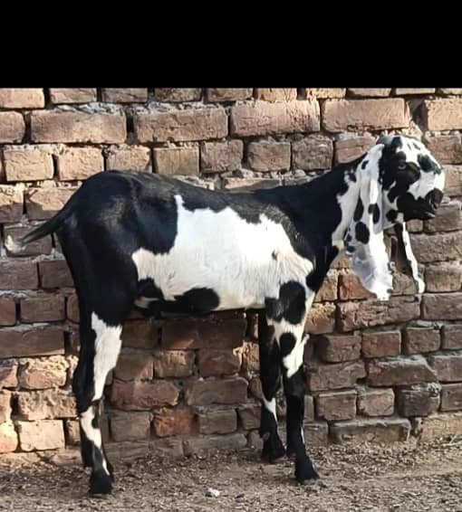 Beetal bakra 0