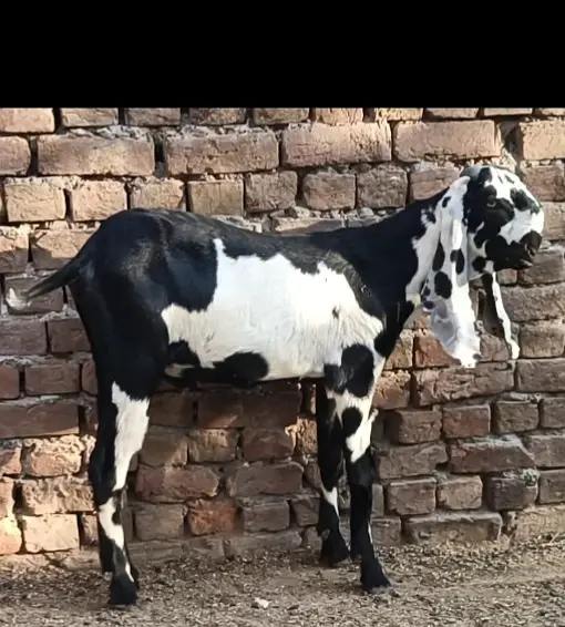 Beetal bakra