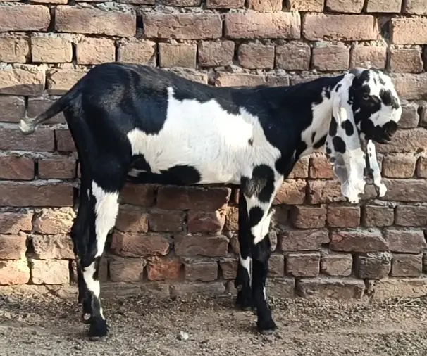 Beetal bakra — photo 2