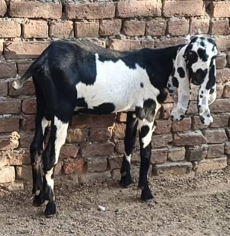 Beetal bakra 2