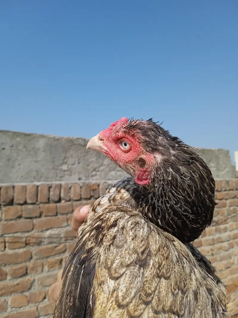 Breeder Aseel Murgi For Sale