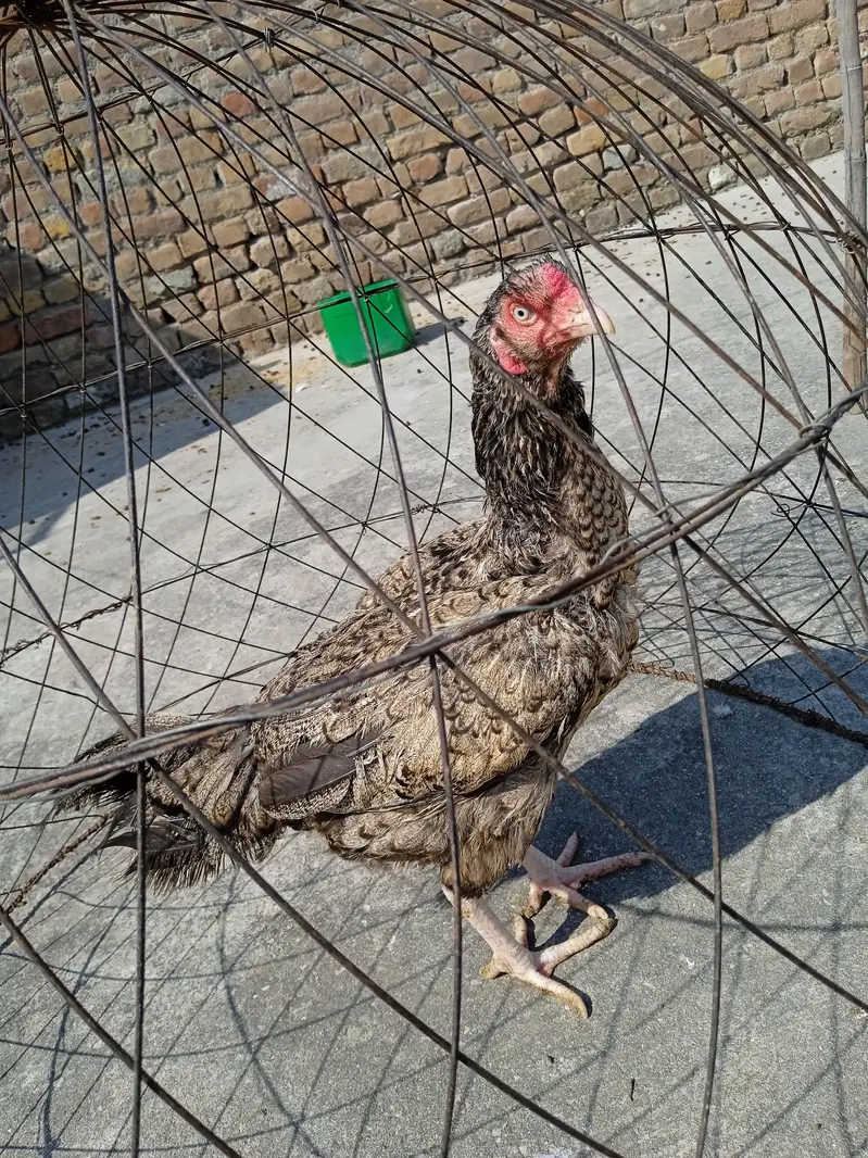 Breeder Aseel Murgi For Sale — photo 2