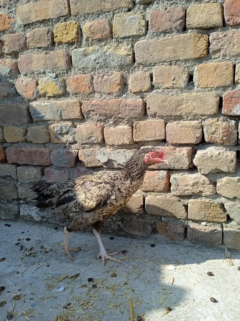 Breeder Aseel Murgi For Sale — photo 3