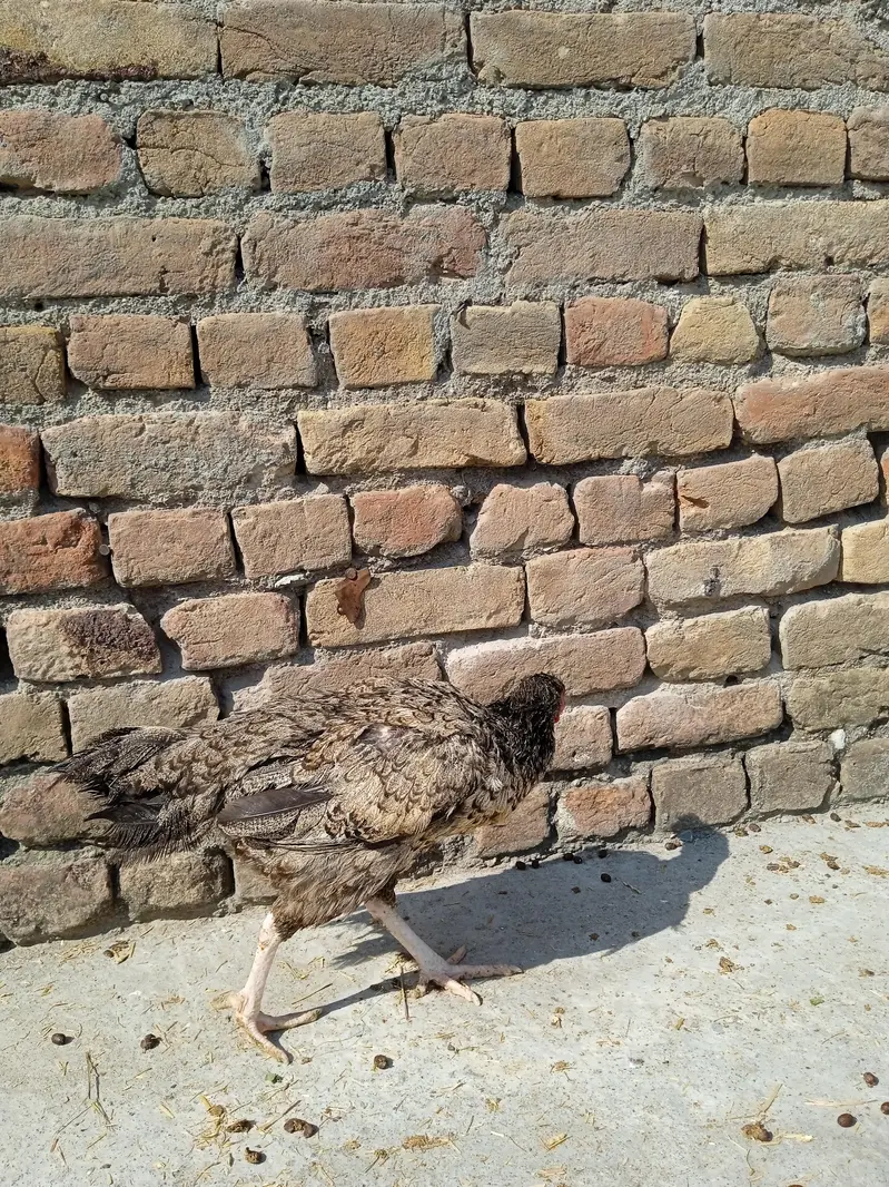 Breeder Aseel Murgi For Sale — photo 4