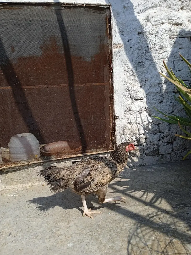 Breeder Aseel Murgi For Sale — photo 5