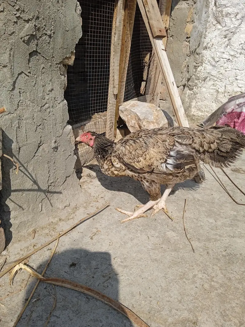 Breeder Aseel Murgi For Sale — photo 6