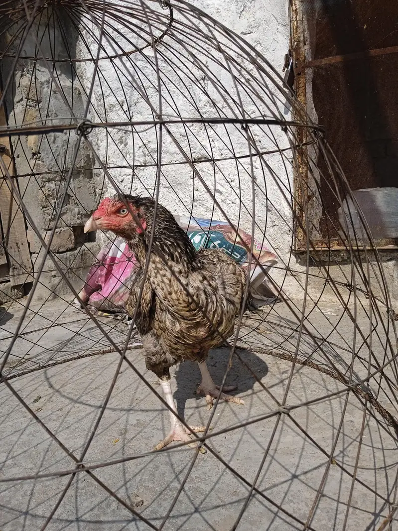 Breeder Aseel Murgi For Sale — photo 7