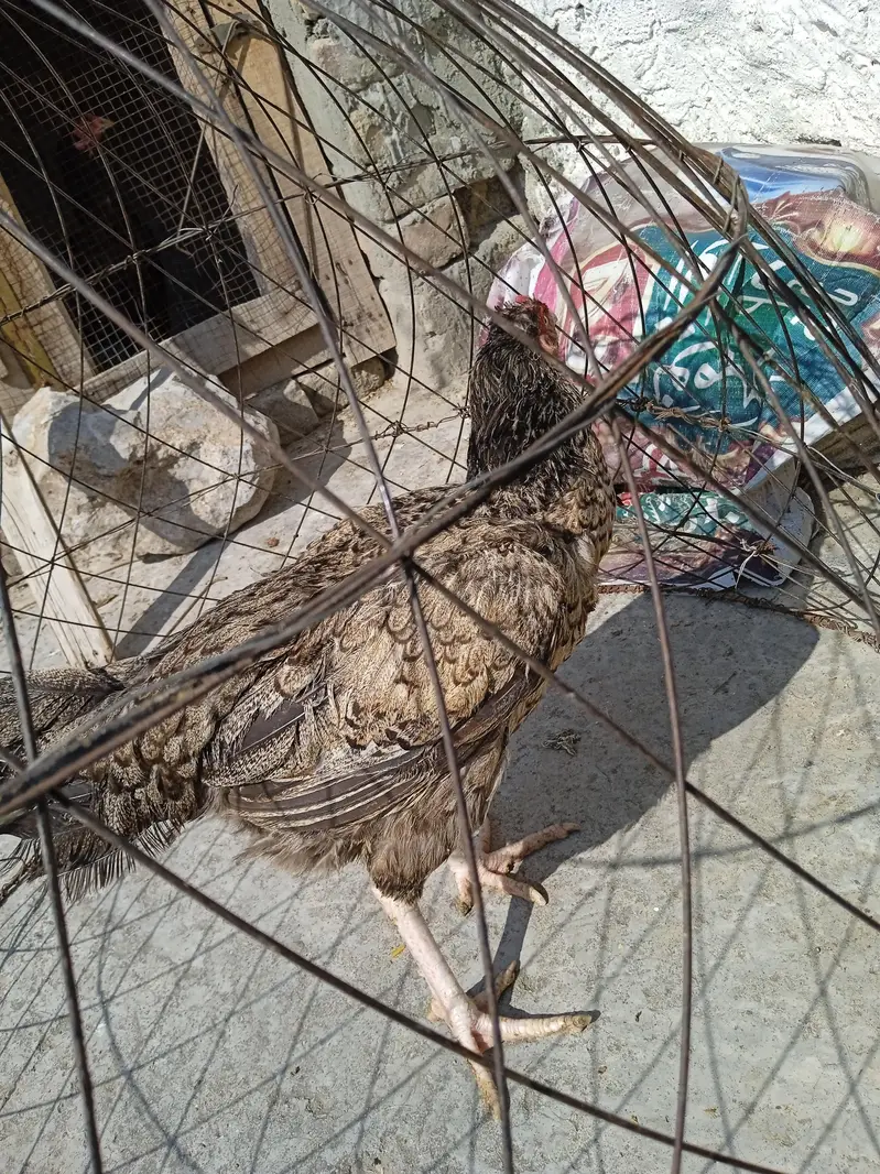 Breeder Aseel Murgi For Sale — photo 8
