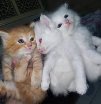 Persian Kittens, One Female and 2 male baby Cats